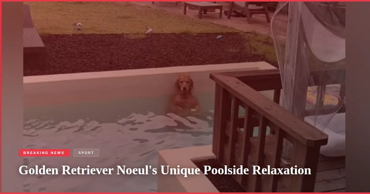 Golden Retriever Noeul's Unique Poolside Relaxation